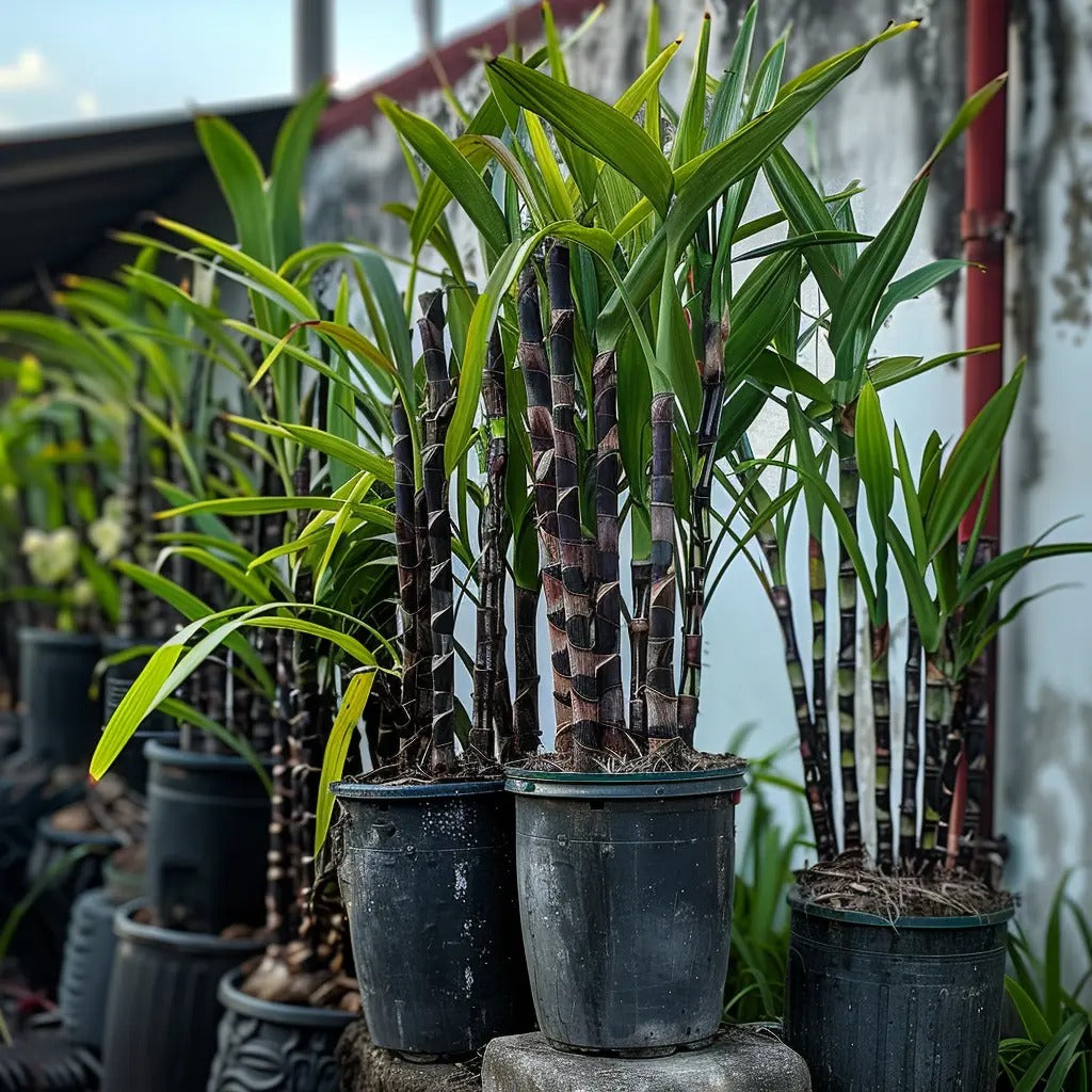 🍯Premium High-Sucrose Sugarcane Seeds | 1000+ Non-GMO Hybrid Sugar Cane Seeds for Home Gardening 🌿🍬