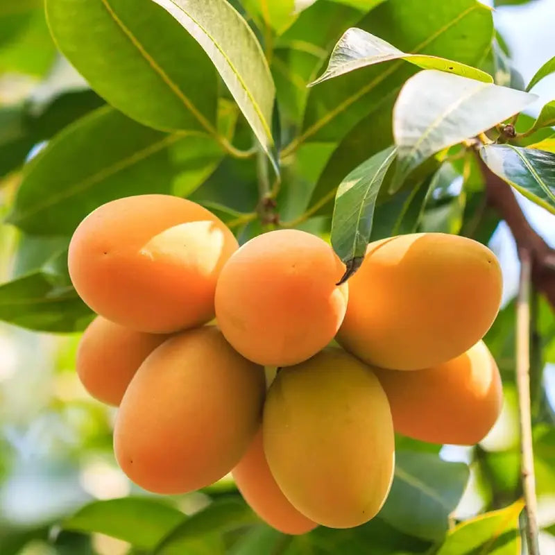 🥭 Grow Your Own Sweet Pink Mangoes! (10 Pcs Premium Seeds) 🌸