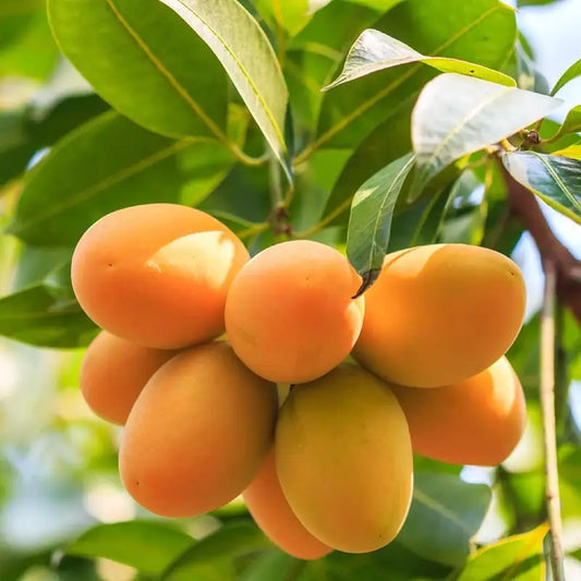 🥭 Grow Your Own Sweet Pink Mangoes! (10 Pcs Premium Seeds) 🌸