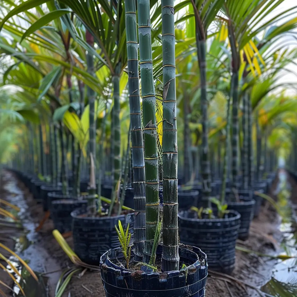 🍯Premium High-Sucrose Sugarcane Seeds | 1000+ Non-GMO Hybrid Sugar Cane Seeds for Home Gardening 🌿🍬