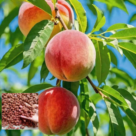 【Verdant.Vitality】Premium Peach Tree Seeds | Grow Your Own Indoor/Outdoor Fruit Tree 🍑🌿
