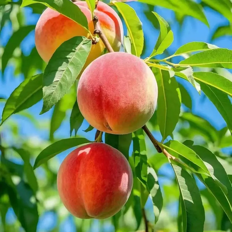 【Verdant.Vitality】Premium Peach Tree Seeds | Grow Your Own Indoor/Outdoor Fruit Tree 🍑🌿