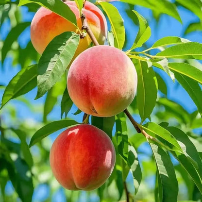 【Verdant.Vitality】Premium Peach Tree Seeds | Grow Your Own Indoor/Outdoor Fruit Tree 🍑🌿