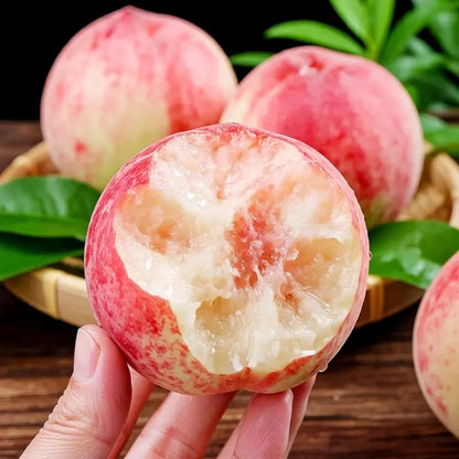 【Verdant.Vitality】Premium Peach Tree Seeds | Grow Your Own Indoor/Outdoor Fruit Tree 🍑🌿