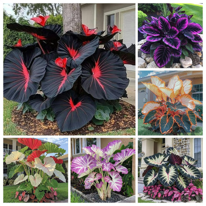 🌿 Rare Hosta Flower Bulbs🎁2026 Special Offer