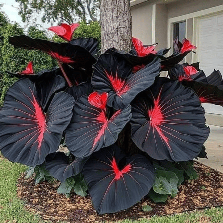 🔥5000 Seeds