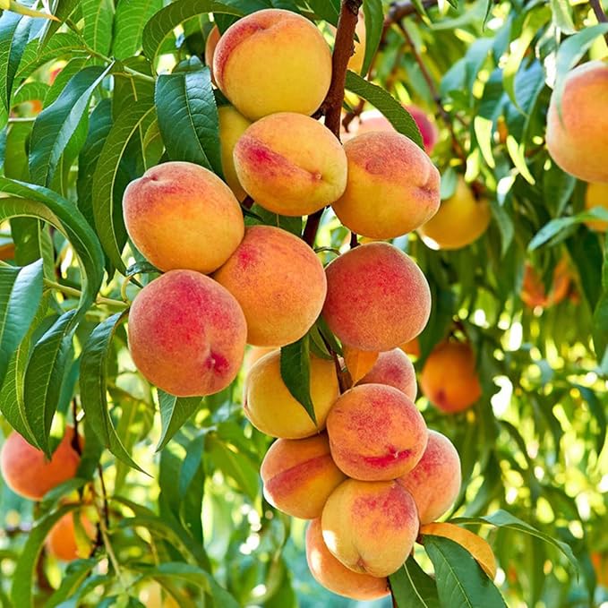 🍑 Peach Plant Kit | Sweet & Juicy Fruit for Your Home Orchard🏡
