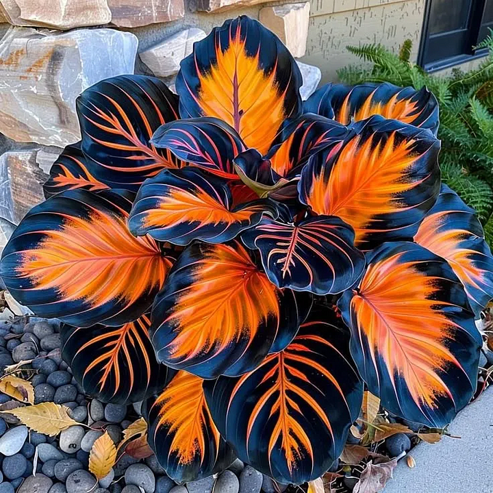 🌿 Rare Hosta Flower Bulbs🎁2026 Special Offer