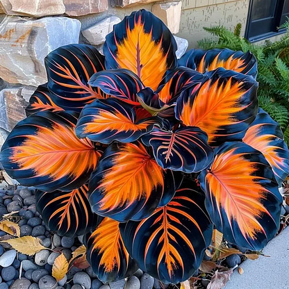 🌿 Rare Hosta Flower Bulbs🎁2026 Special Offer