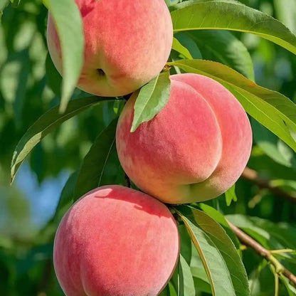 【Verdant.Vitality】Premium Peach Tree Seeds | Grow Your Own Indoor/Outdoor Fruit Tree 🍑🌿