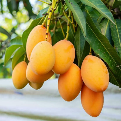 🥭 Grow Your Own Sweet Pink Mangoes! (10 Pcs Premium Seeds) 🌸