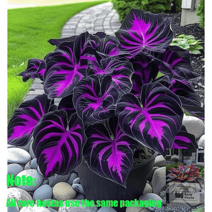 🌿 Rare Hosta Flower Bulbs🎁2026 Special Offer