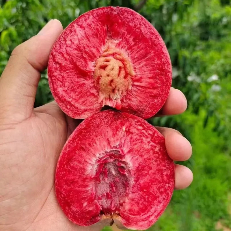 【Verdant.Vitality】Premium Peach Tree Seeds | Grow Your Own Indoor/Outdoor Fruit Tree 🍑🌿