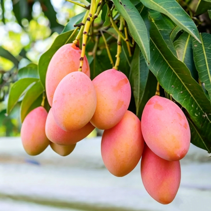 🥭 Grow Your Own Sweet Pink Mangoes! (10 Pcs Premium Seeds) 🌸