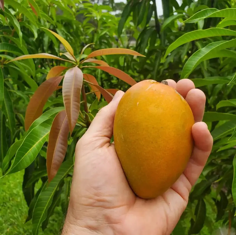🥭 Grow Your Own Sweet Pink Mangoes! (10 Pcs Premium Seeds) 🌸