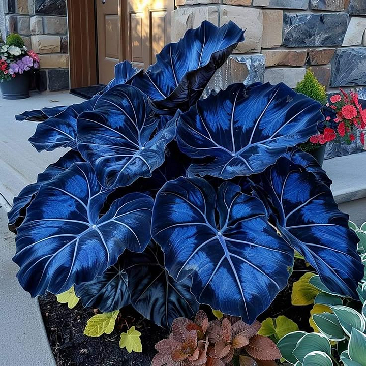 🌿 Rare Hosta Flower Bulbs🎁2026 Special Offer