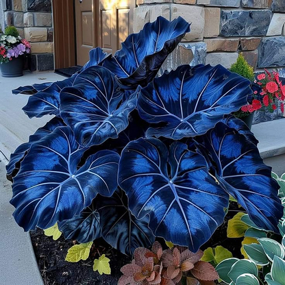 🌿 Rare Hosta Flower Bulbs🎁2026 Special Offer
