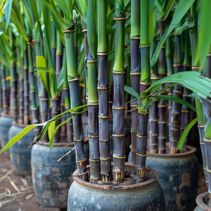🍯Premium High-Sucrose Sugarcane Seeds | 1000+ Non-GMO Hybrid Sugar Cane Seeds for Home Gardening 🌿🍬