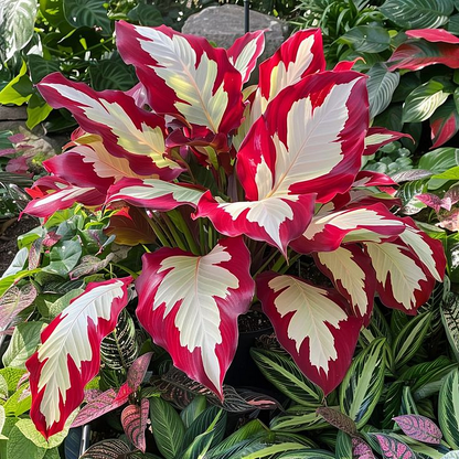 🌿 Rare Hosta Flower Bulbs🎁2026 Special Offer