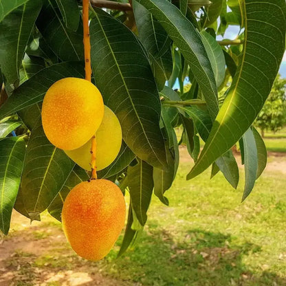 🥭 Grow Your Own Sweet Pink Mangoes! (10 Pcs Premium Seeds) 🌸