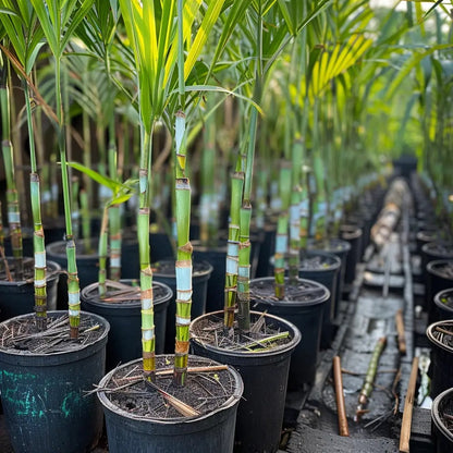 🍯Premium High-Sucrose Sugarcane Seeds | 1000+ Non-GMO Hybrid Sugar Cane Seeds for Home Gardening 🌿🍬