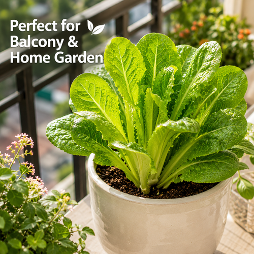 Grow once, harvest for months! The ultimate cut-and-come-again veggie! ⚡-QZZ