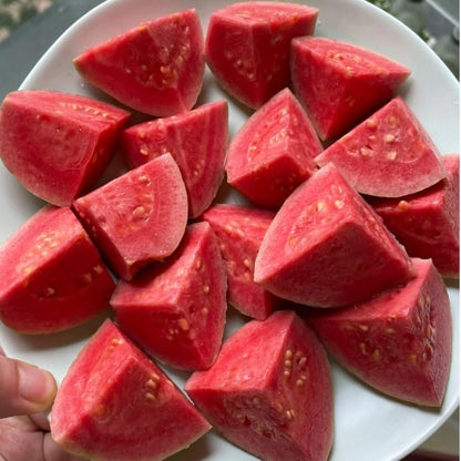 🔥Limited Time Discount🎁Tropical Strawberry Guava Organic Pink Guava Seeds