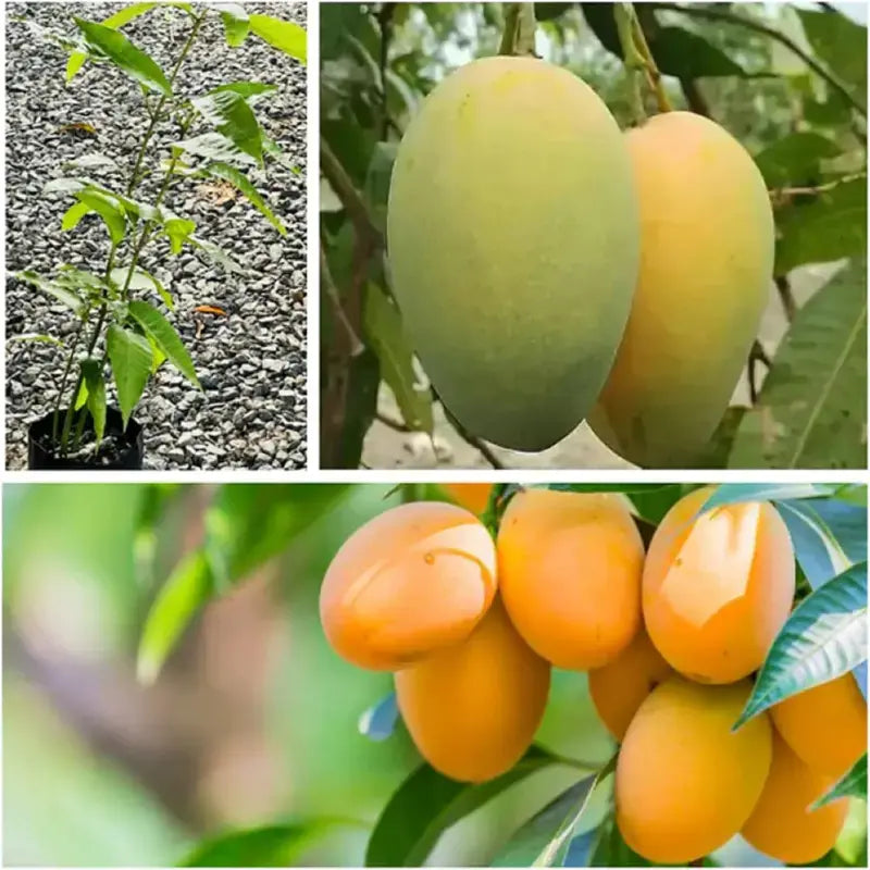🥭 Grow Your Own Sweet Pink Mangoes! (10 Pcs Premium Seeds) 🌸