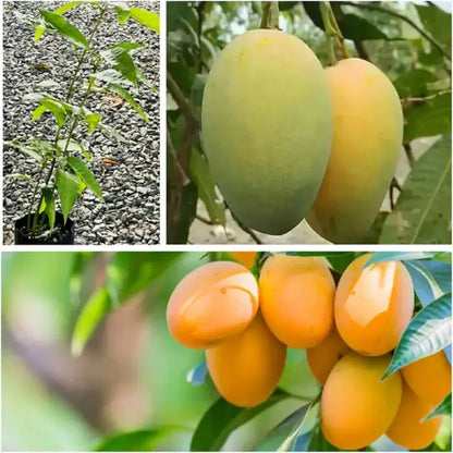 🥭 Grow Your Own Sweet Pink Mangoes! (10 Pcs Premium Seeds) 🌸