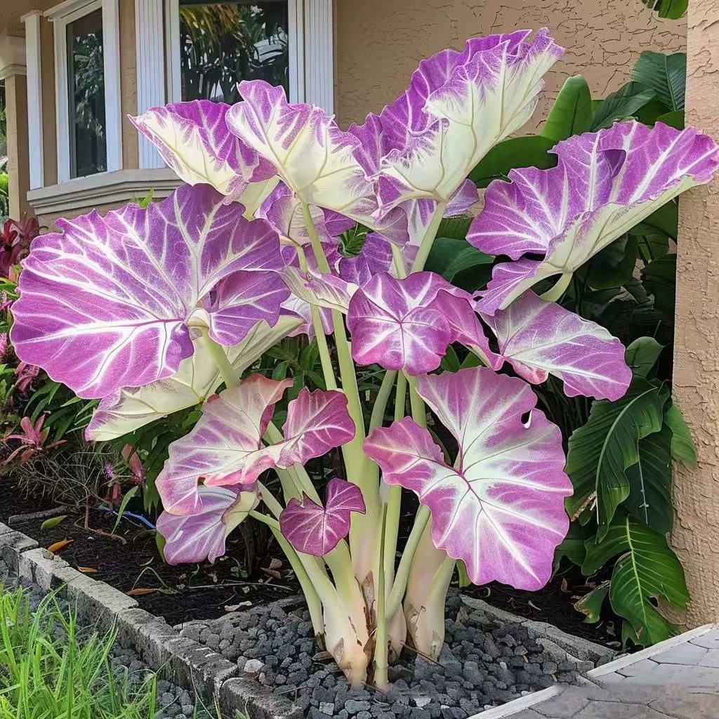 🌿 Rare Hosta Flower Bulbs🎁2026 Special Offer