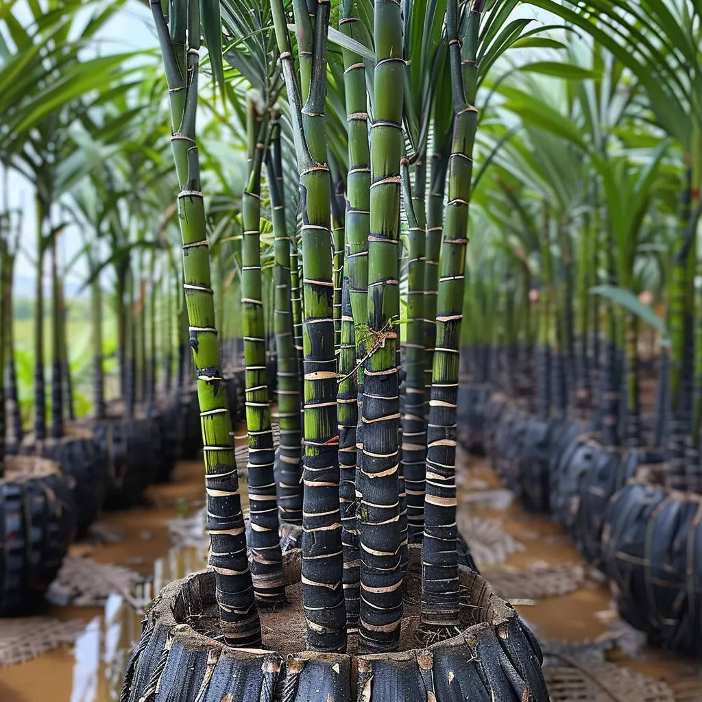 🍯Premium High-Sucrose Sugarcane Seeds | 1000+ Non-GMO Hybrid Sugar Cane Seeds for Home Gardening 🌿🍬