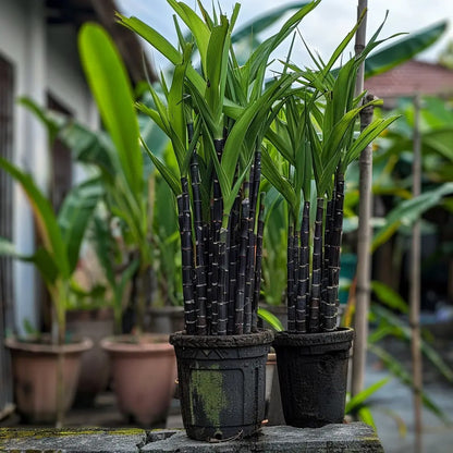 🍯Premium High-Sucrose Sugarcane Seeds | 1000+ Non-GMO Hybrid Sugar Cane Seeds for Home Gardening 🌿🍬