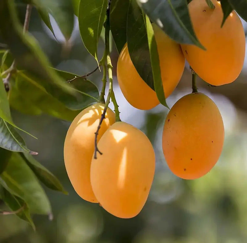 🥭 Grow Your Own Sweet Pink Mangoes! (10 Pcs Premium Seeds) 🌸