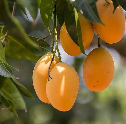 🥭 Grow Your Own Sweet Pink Mangoes! (10 Pcs Premium Seeds) 🌸