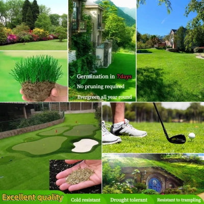 🔥Last Day Promotion 49% OFF🔥🌱2026 Evergreen Dwarf Grass Seed for Four Seasons